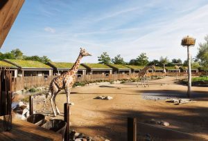 Read more about the article Chester Zoo releases images of new ‘safari lodges’